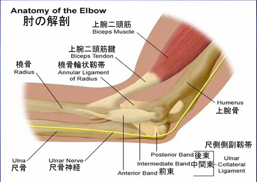 Anotomy of the elbow.jpg