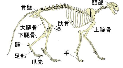 Cheetah___Anatomy_by_Lioness_Nalaのコピー.jpg