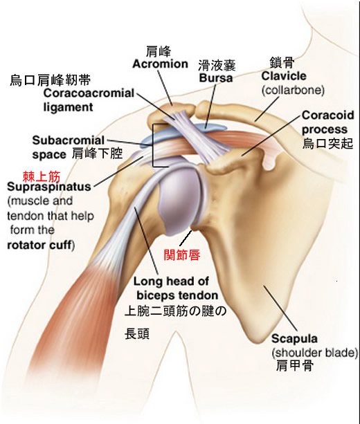 肩関節棘上筋関節唇2.jpg