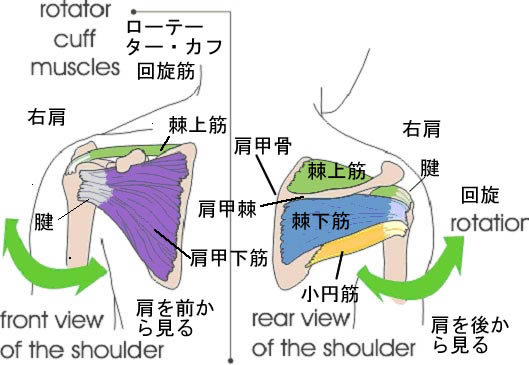 Rupture-of-The-Rotator-Cuff２.jpg