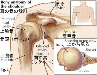 bony anatomy of the shoulder2.jpg