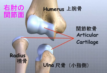 elbow articular cartilage.jpg