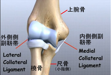 elbow collateral ligament.jpg