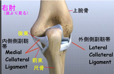 elbow collateral ligament back side.jpg