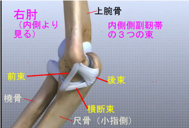 elbow medial collateral ligament.jpg