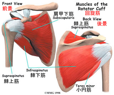 rotator-cuff-muscles2.jpg