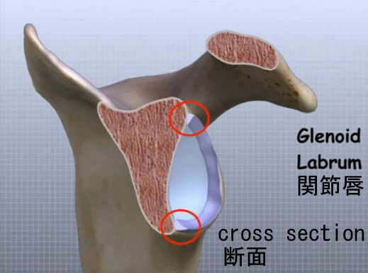 shoulder joint glenoid labrum3のコピー.jpg