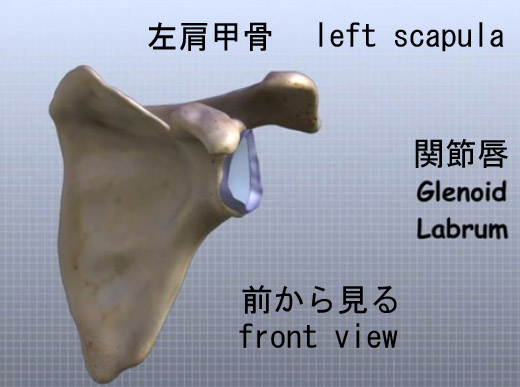 shoulder joint labrumのコピー.jpg