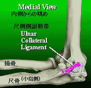 ulnar collateral ligament.jpg